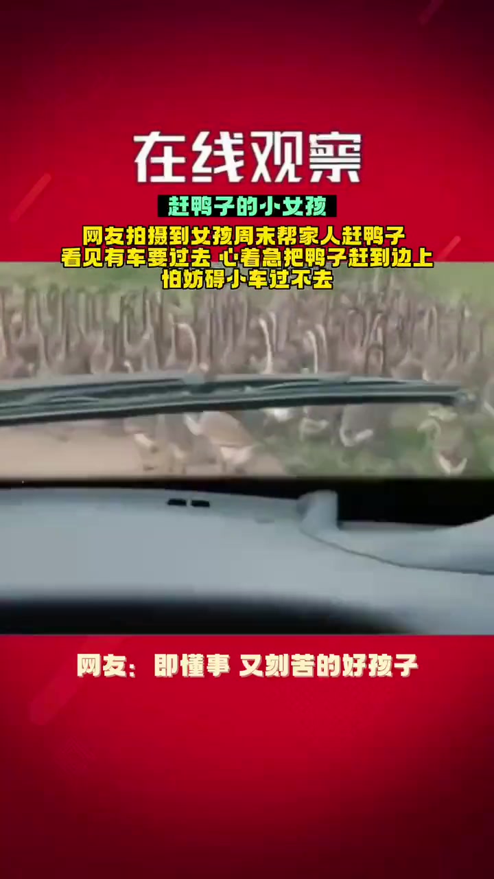 赶鸭子的小女孩,懂事又刻苦。暖心正能量 人间温暖