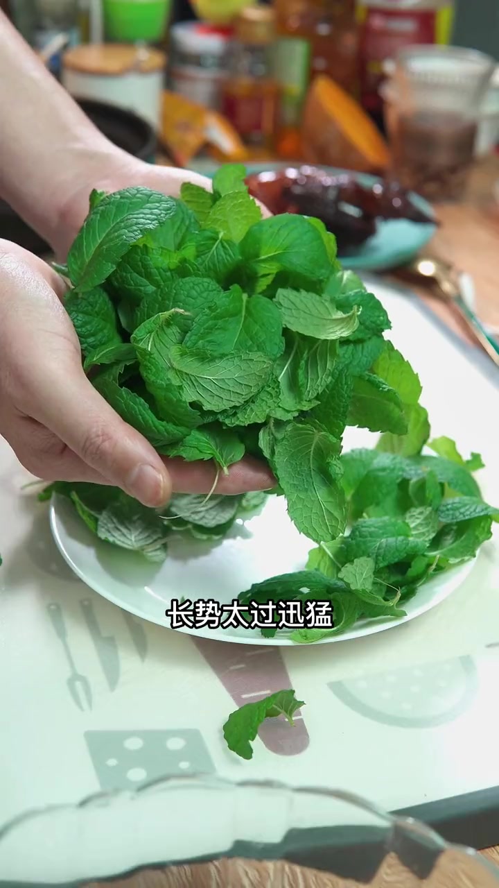 分享农家乐里面非常好吃的薄荷叶炒鸡蛋,鸡蛋天天吃,换个新吃法吧 粗茶淡饭也是生活啊 家常菜