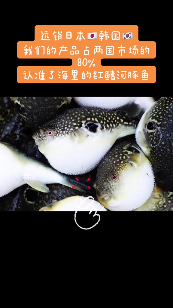 红鳍河豚,海河豚,占日本韩国全面消费80%,货量充足!河豚鱼火锅,汤鲜的眉毛掉下来!河豚 
