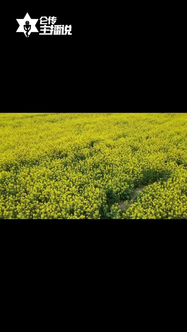 美丽北仑「这么大一片油菜花海,你爱了吗?」