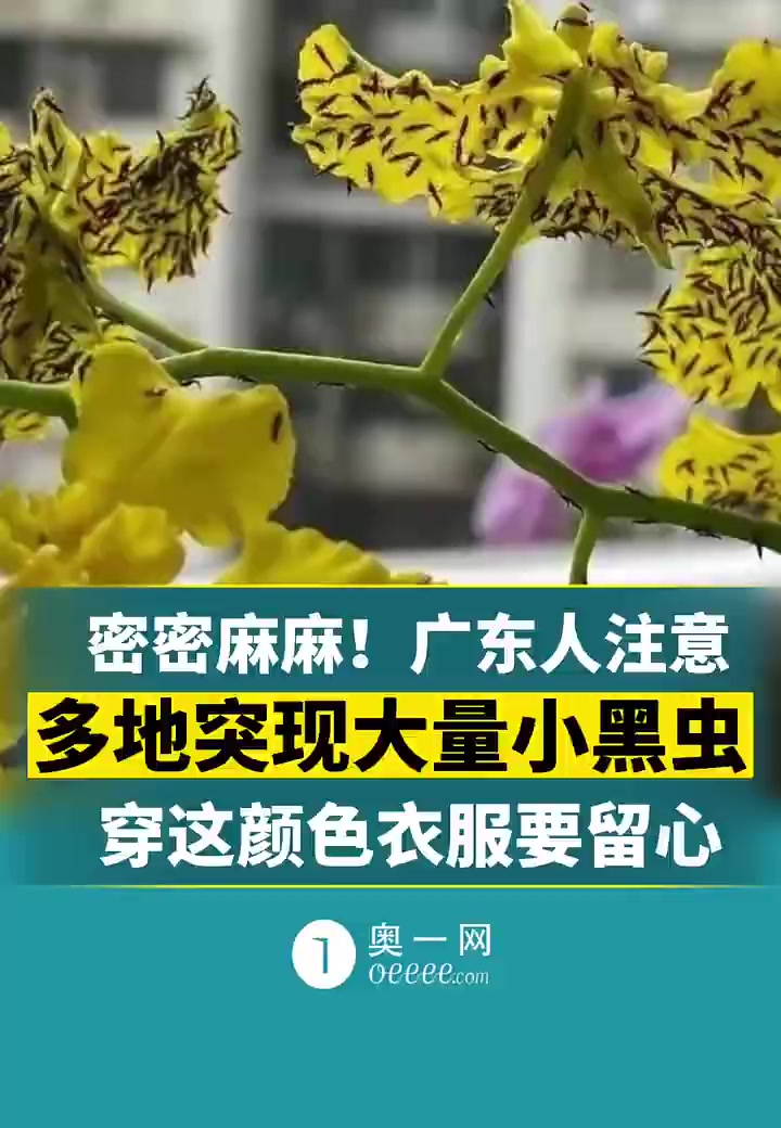 「广东人最近穿黄色绿色衣服要留心」近日,有不少广东网友吐槽总有一些不明飞虫爬在晾晒的衣服上