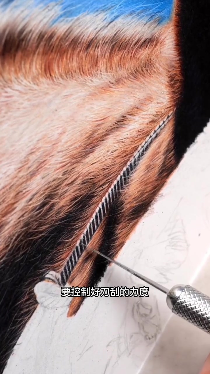 彩铅画留白的方法第二种,干货技法 一起学画画 彩铅画 绘画技巧