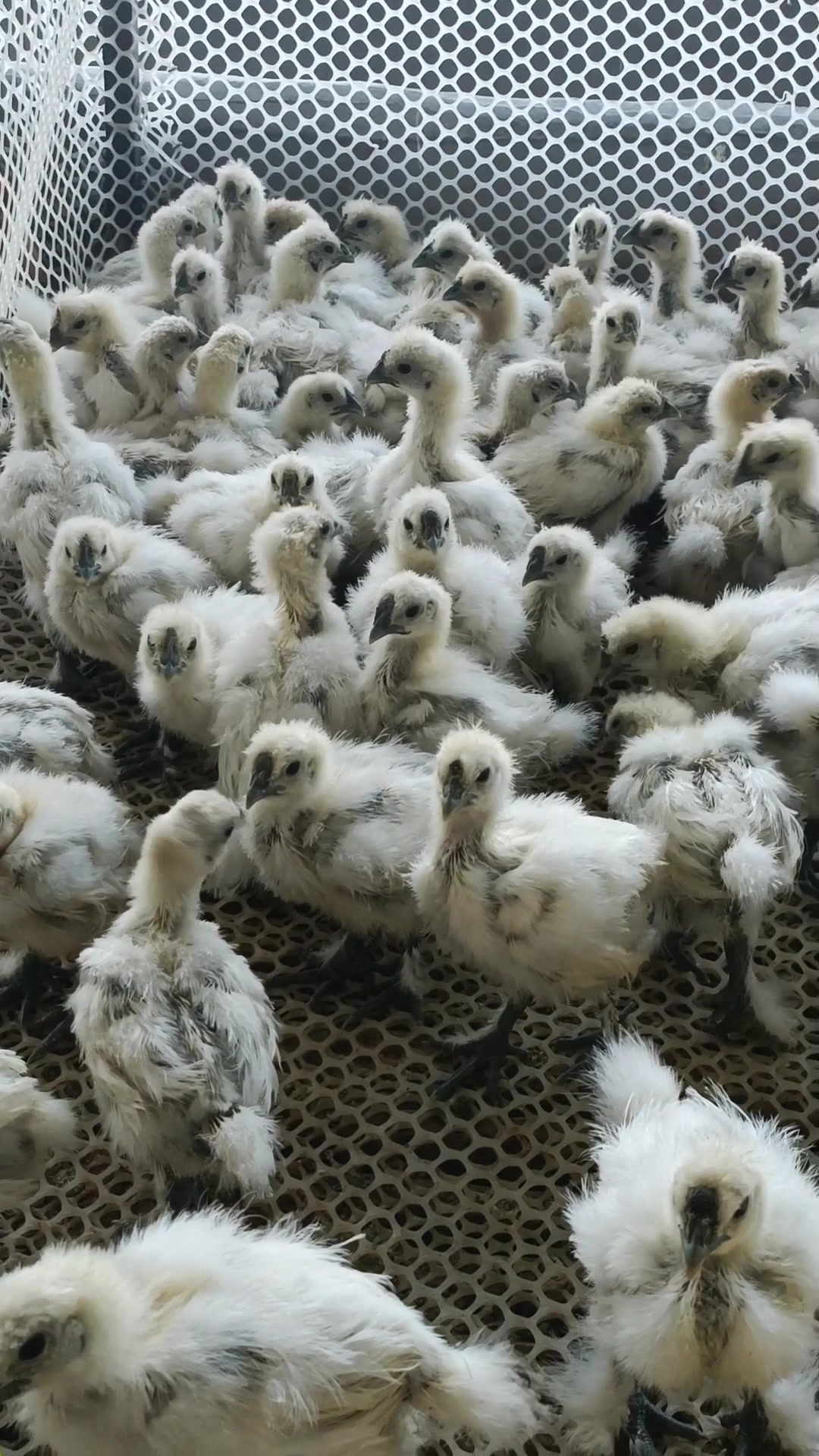 白凤乌骨鸡,35天脱温鸡苗子