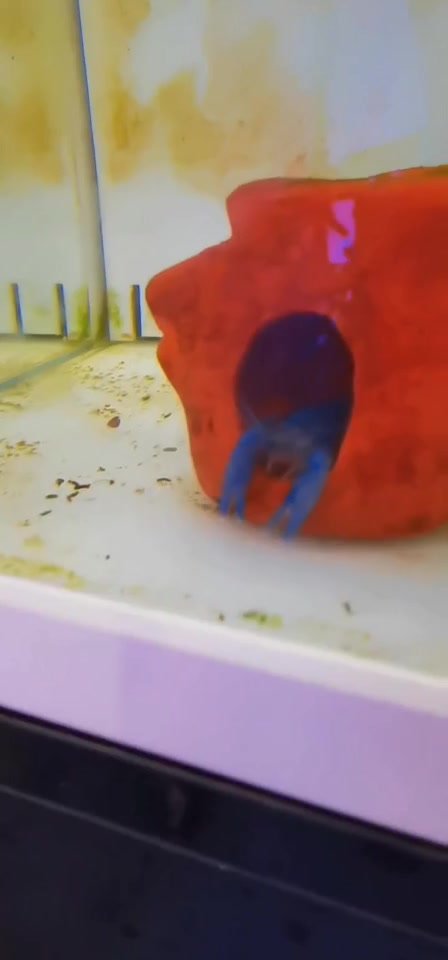 谁家还没有点小可爱了呢～ #轻松养鱼 #超白鱼缸 #金龙鱼红龙鱼