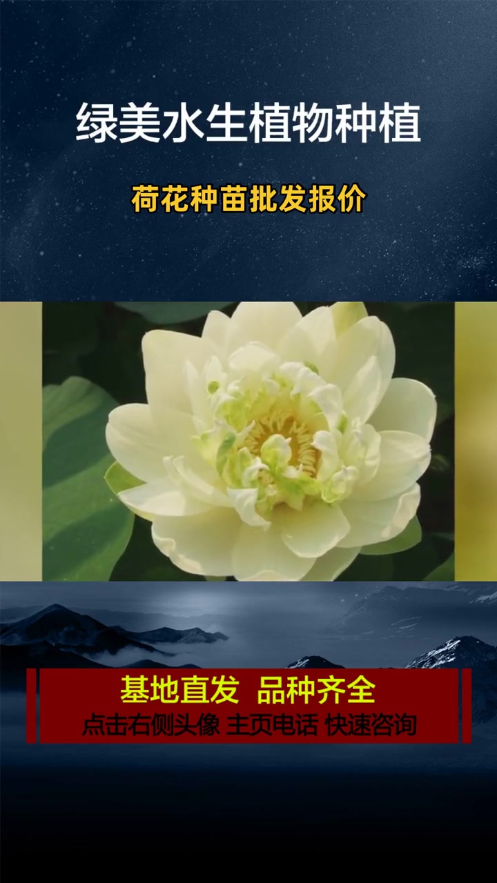 哪里有卖荷花种子 荷花种苗批发报价 荷花苗种苗价格