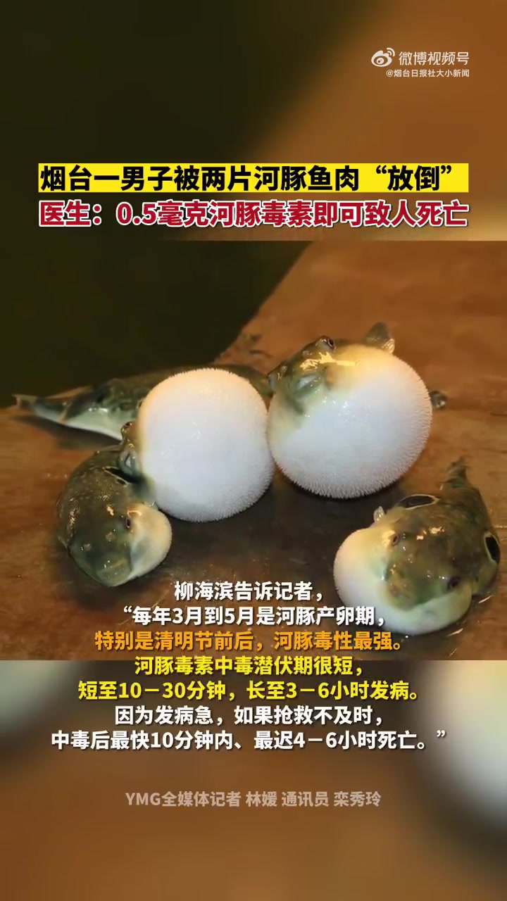 「男子被两片河豚鱼肉“放倒”」4月6日,山东烟台。一男子在吃了两片河豚鱼肉之后出现恶心、头