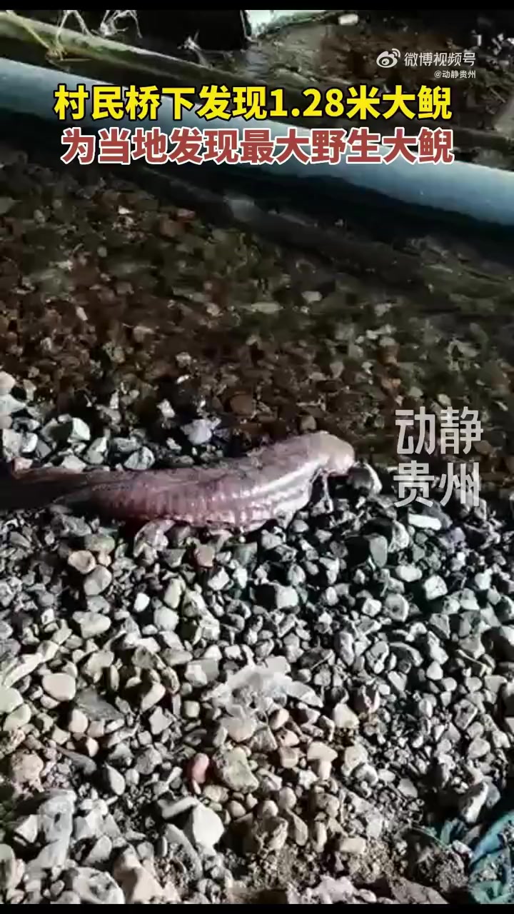 「长约1.28米!贵州村民发现近年来最大野生娃娃鱼」经当地林业站确认为国家二级保护动物大鲵