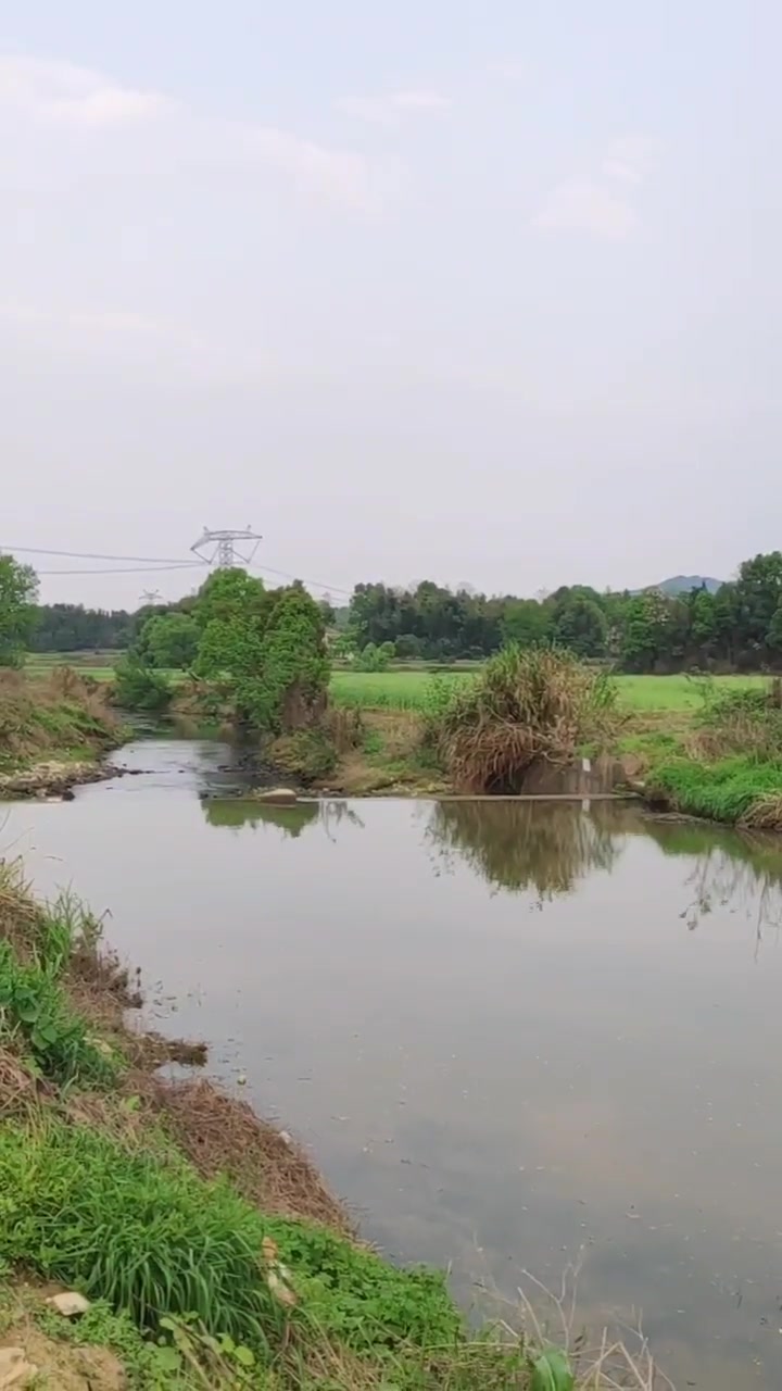 前几天还是一片油菜花,一场暴雨四天后,几乎全谢,变成油菜籽