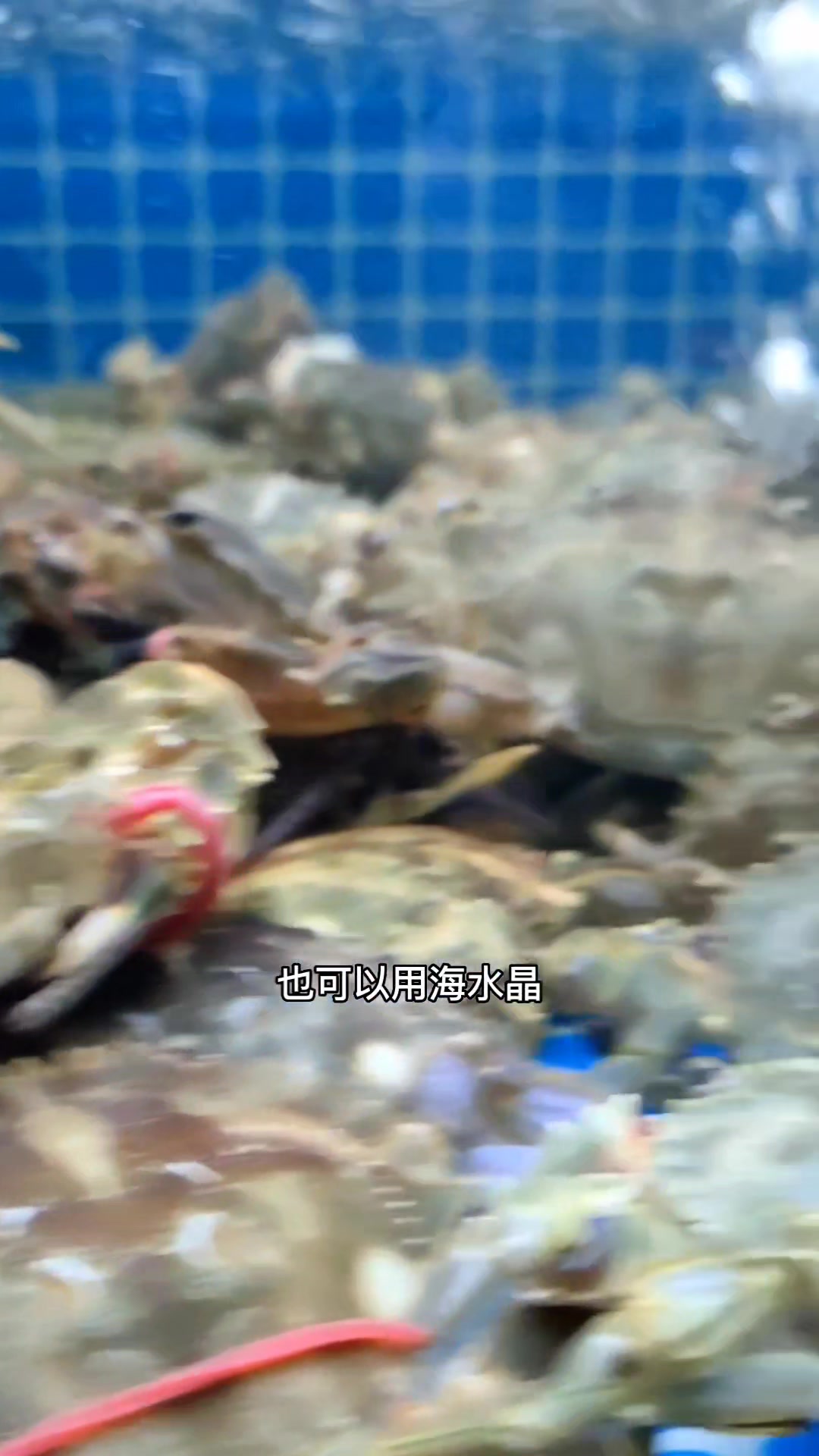 海鲜池多久换次水?海鲜养殖设备,过滤系统 海鲜池