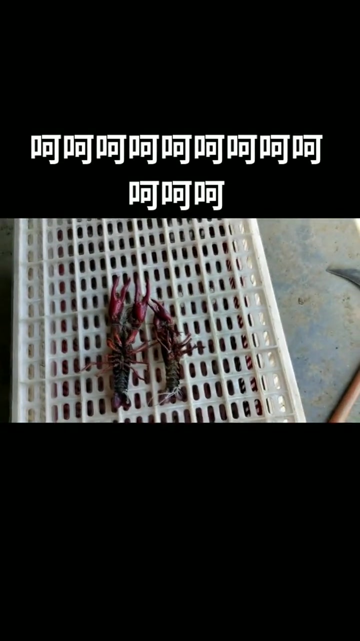 一分钟教你分辨公虾和母虾,哈哈哈