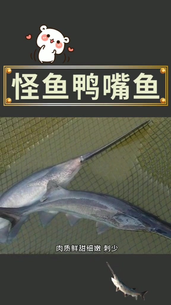 鸭嘴鱼市场前景如何,到底赚不赚钱呢?