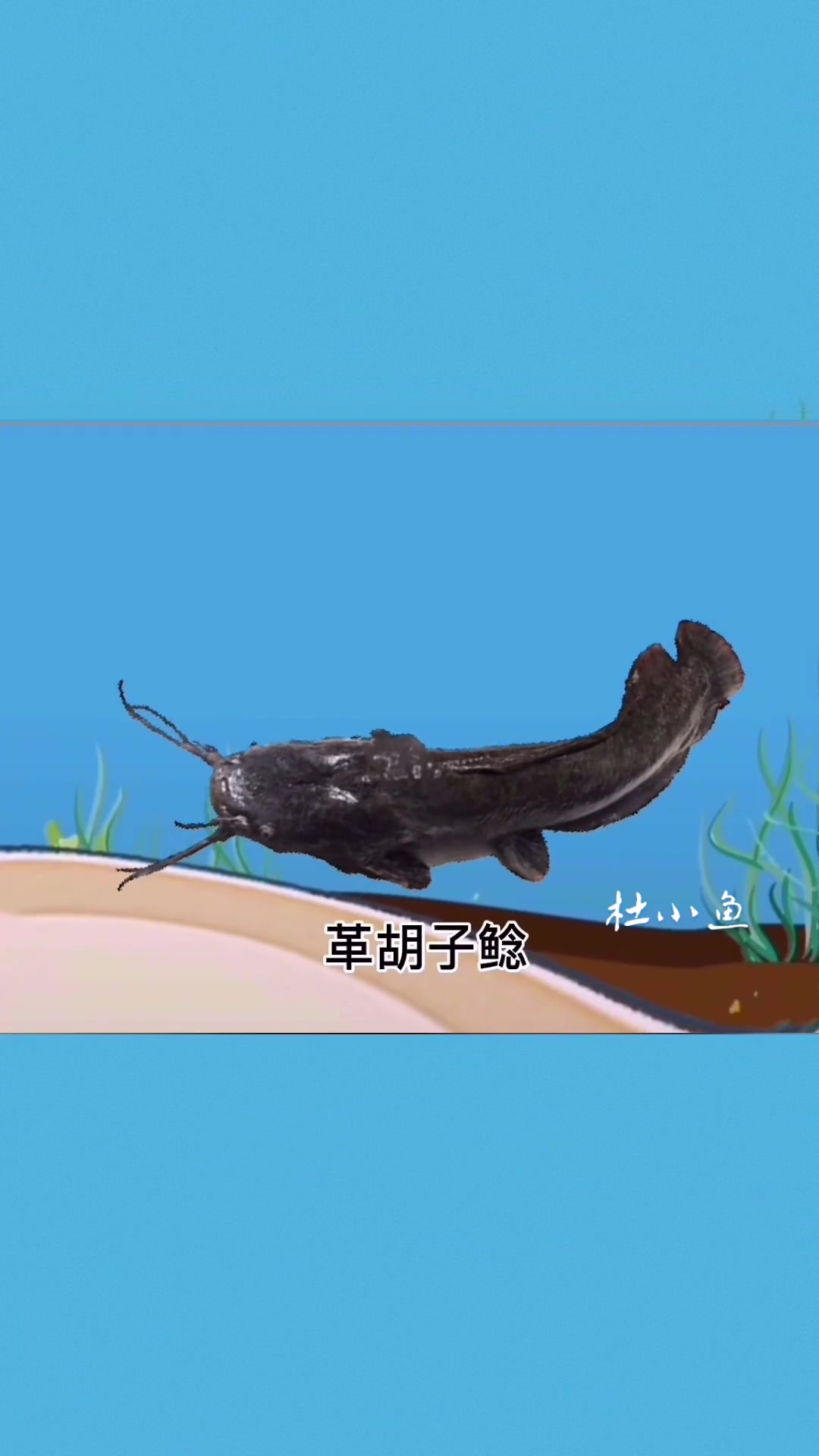 胡子鲶鱼,塘角鱼的品种分类和品种长相特征