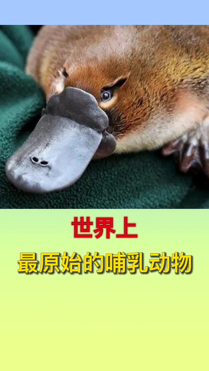 最原始的卵生哺乳动物:鸭嘴兽