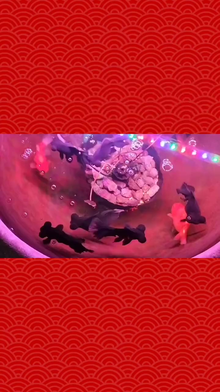 金鱼的寿命 金鱼怎么养才能活得久?金鱼寿命一般多长?