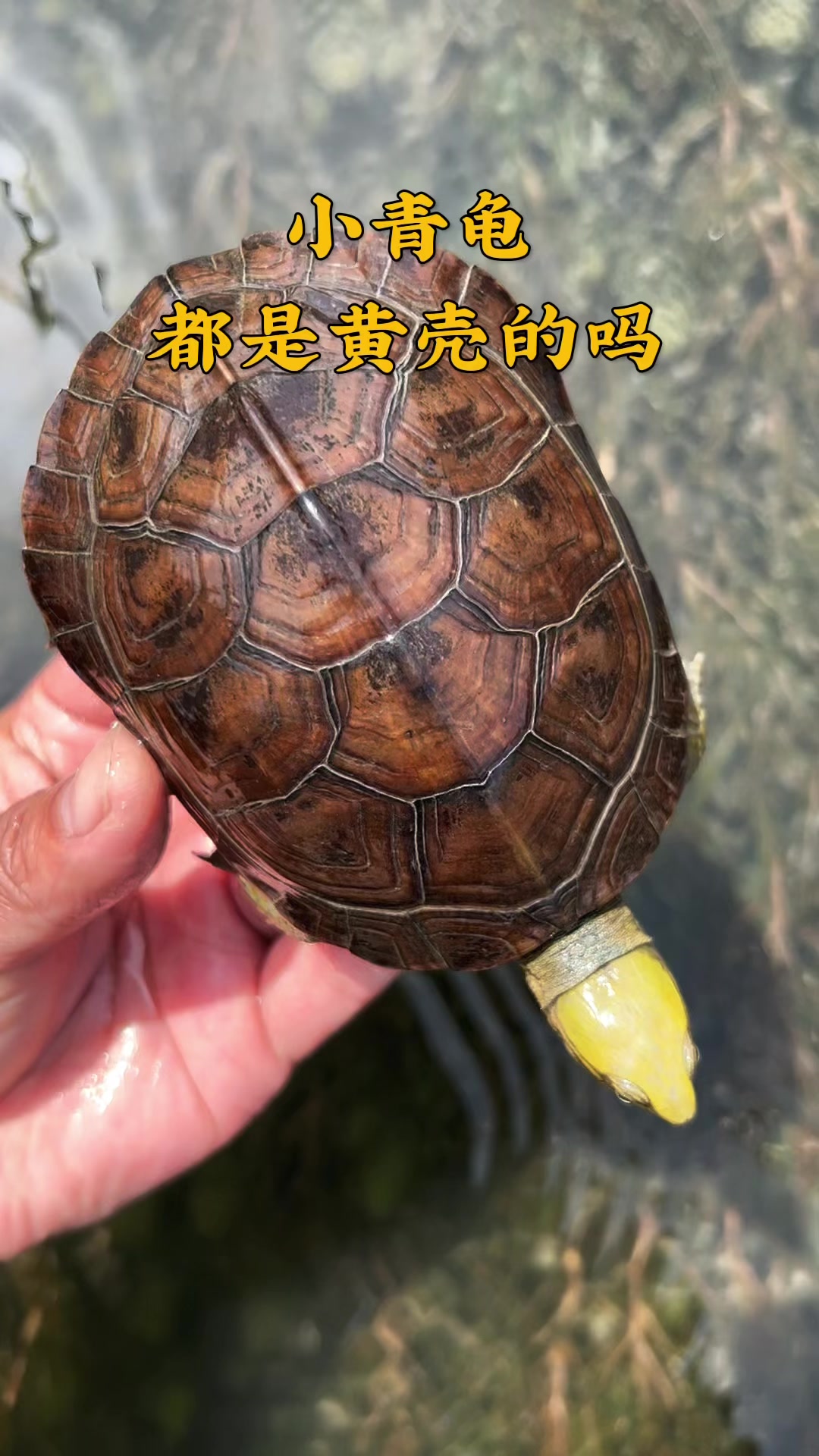 小青龟都是黄壳的吗?黄喉龟其实还有红壳、黑壳的