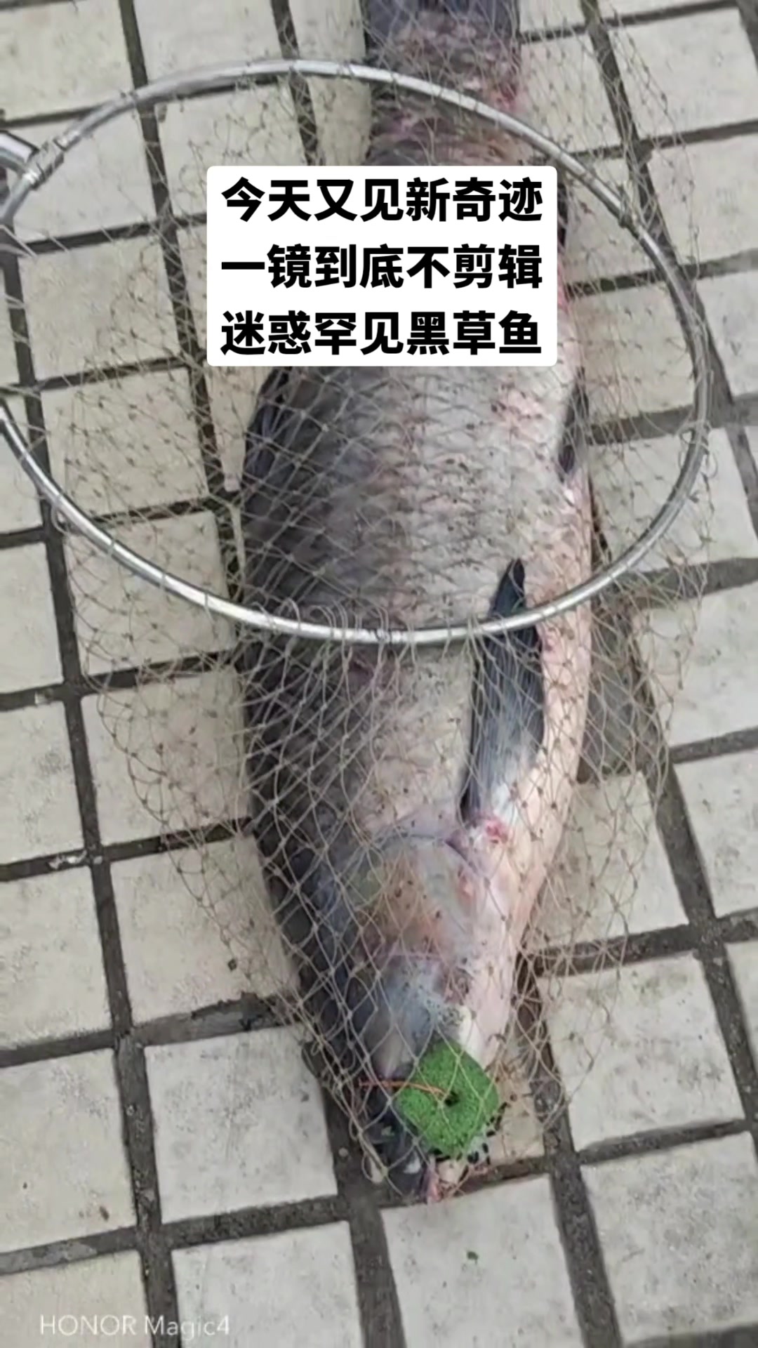 今天又见新奇迹 迷惑罕见黑草鱼