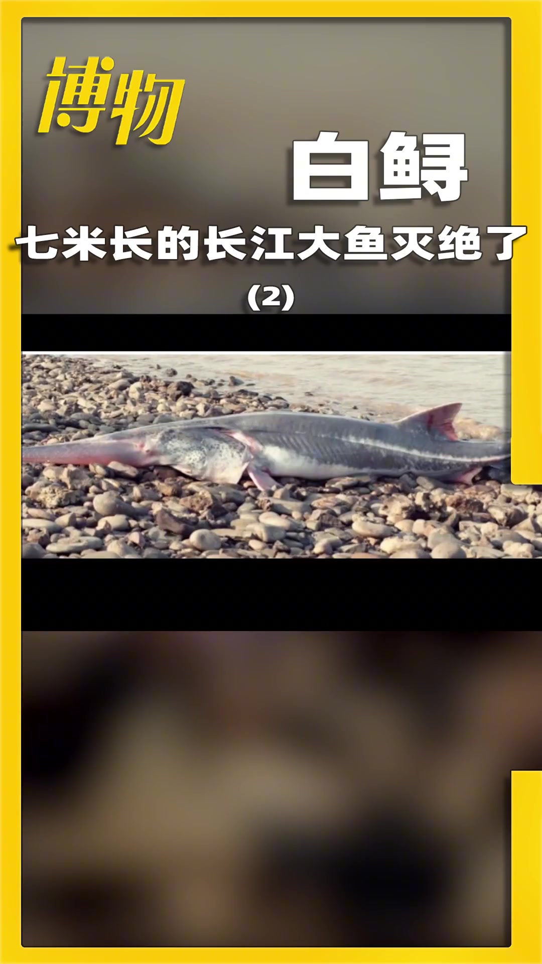 再也见不到的长鼻子长江大鱼——白鲟
