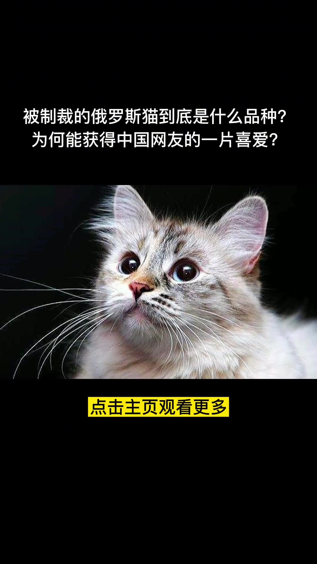 被制裁的俄罗斯猫是什么品种猫?