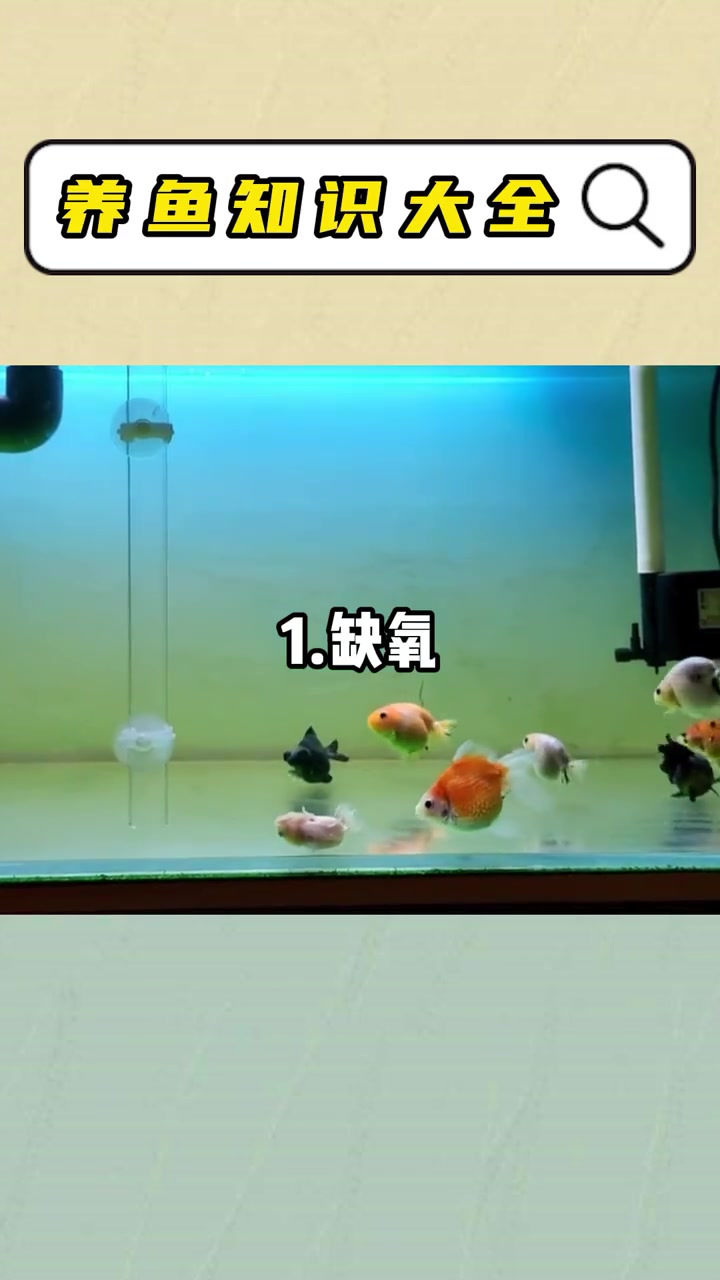 金鱼总是在水面吐泡泡是怎么回事?