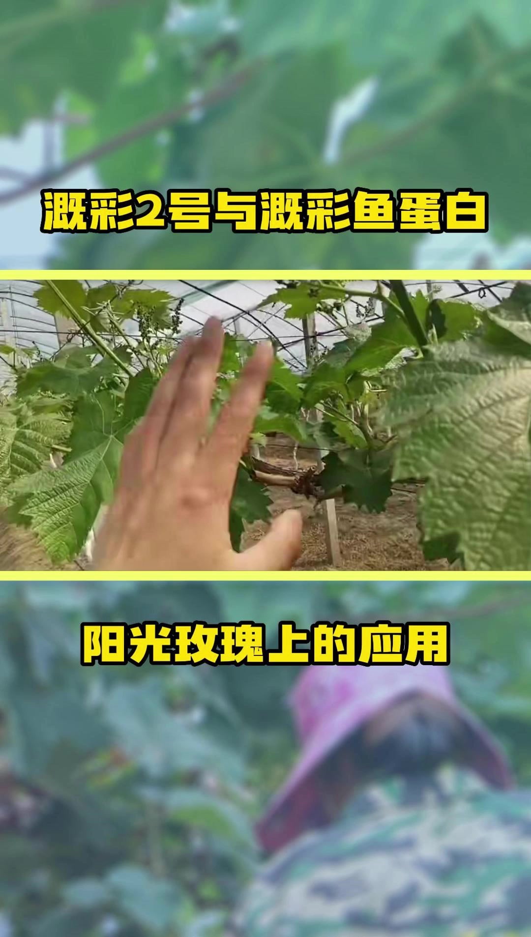 溉彩2号与溉彩鱼肽蛋白在阳光玫瑰花前的运用以及当前农事操作
