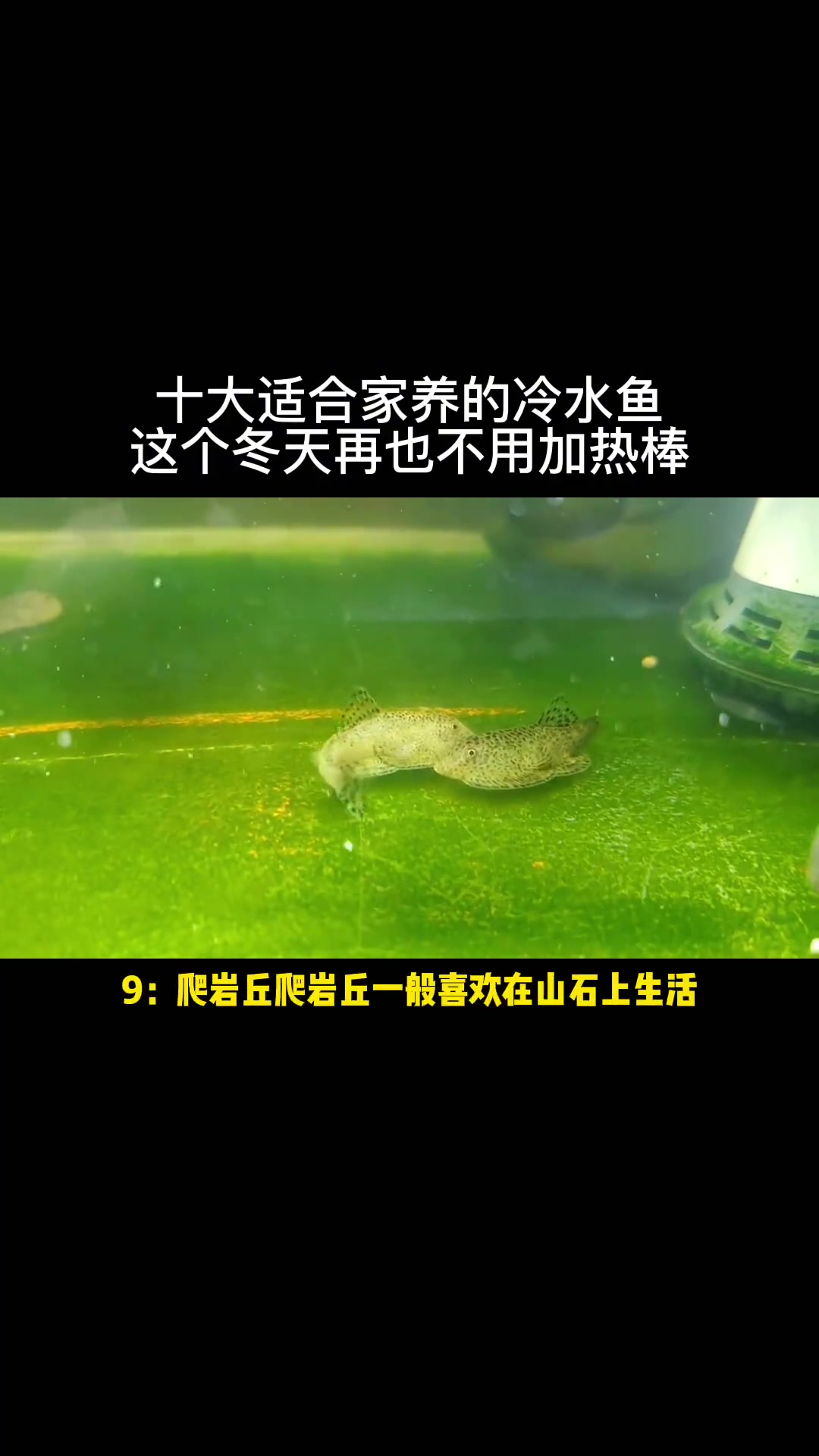 十大适合家养的冷水鱼