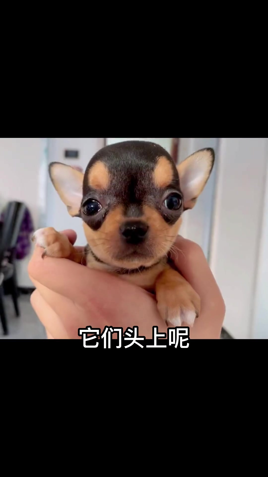 很多商家告诉你狗狗头上有天坑,狗狗就长不大,真的是这样吗?狗