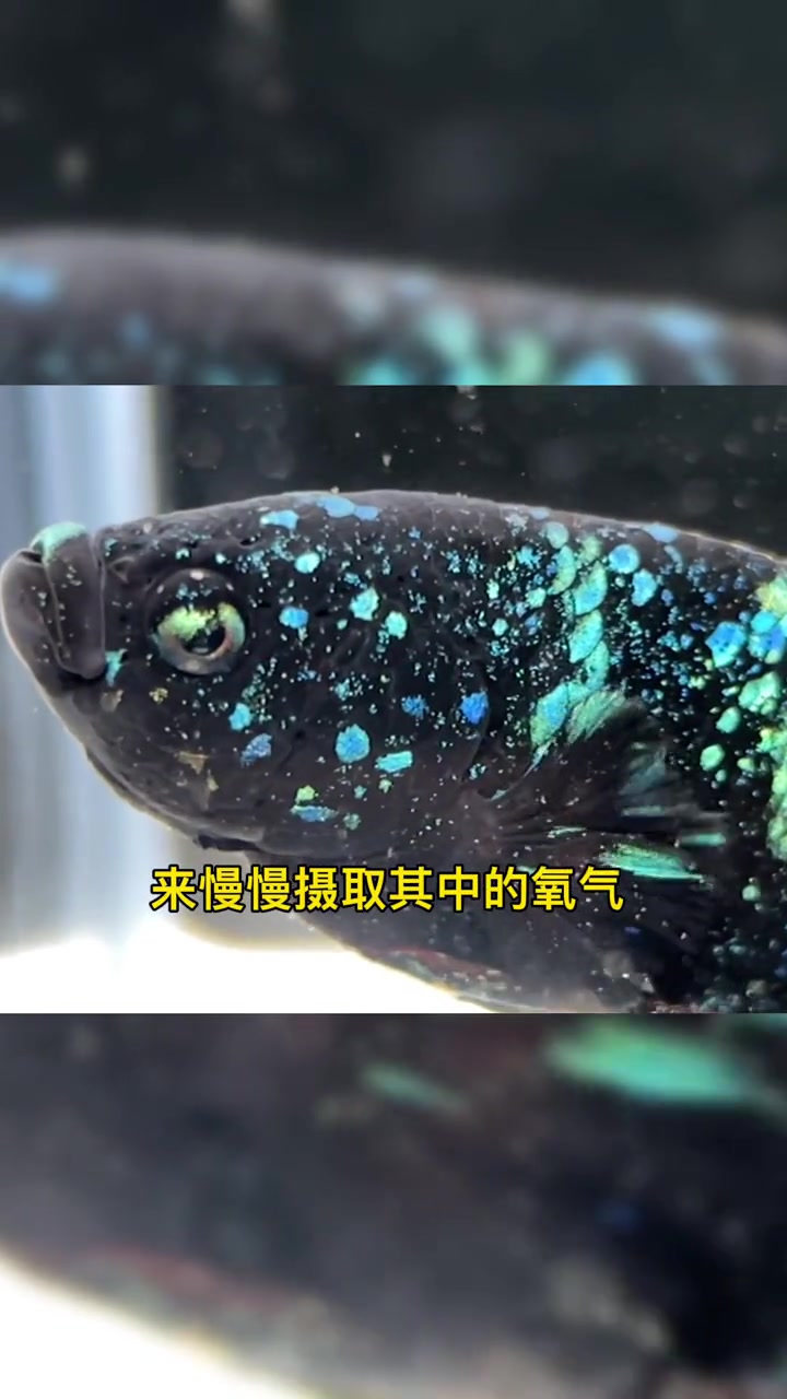 斗鱼究竟会不会被淹死?
