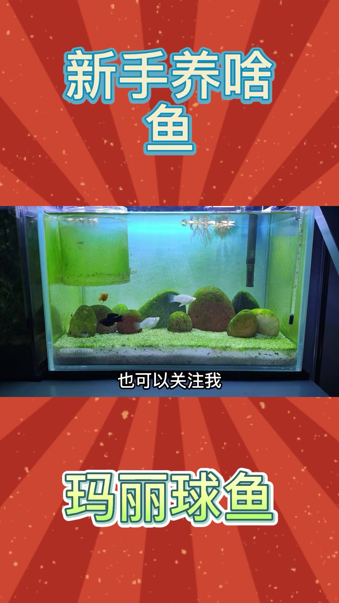 「新手养啥·鱼」玛丽球。圆滚滚的小可爱,特好养!