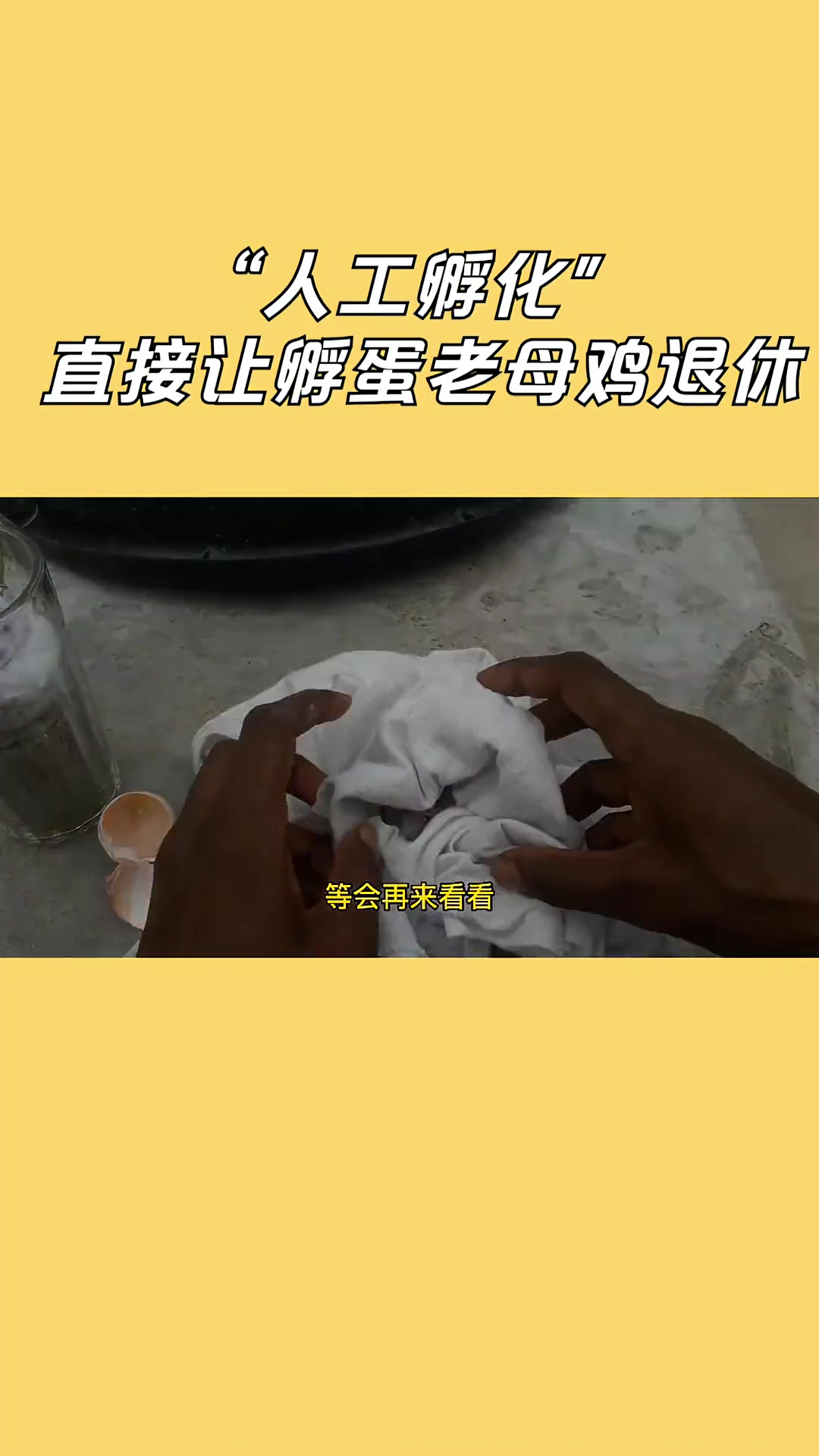 用玻璃杯和棉花孵小鸡,简单易上手,直接让家里孵蛋的老母鸡退休