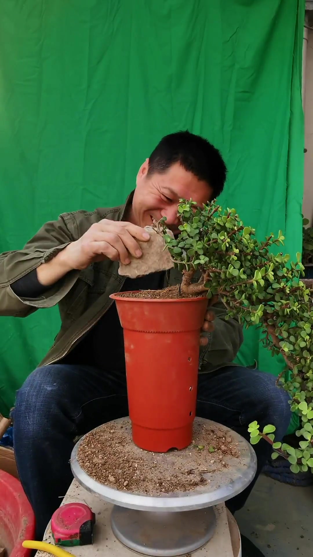 悬崖造型金枝玉叶盆景