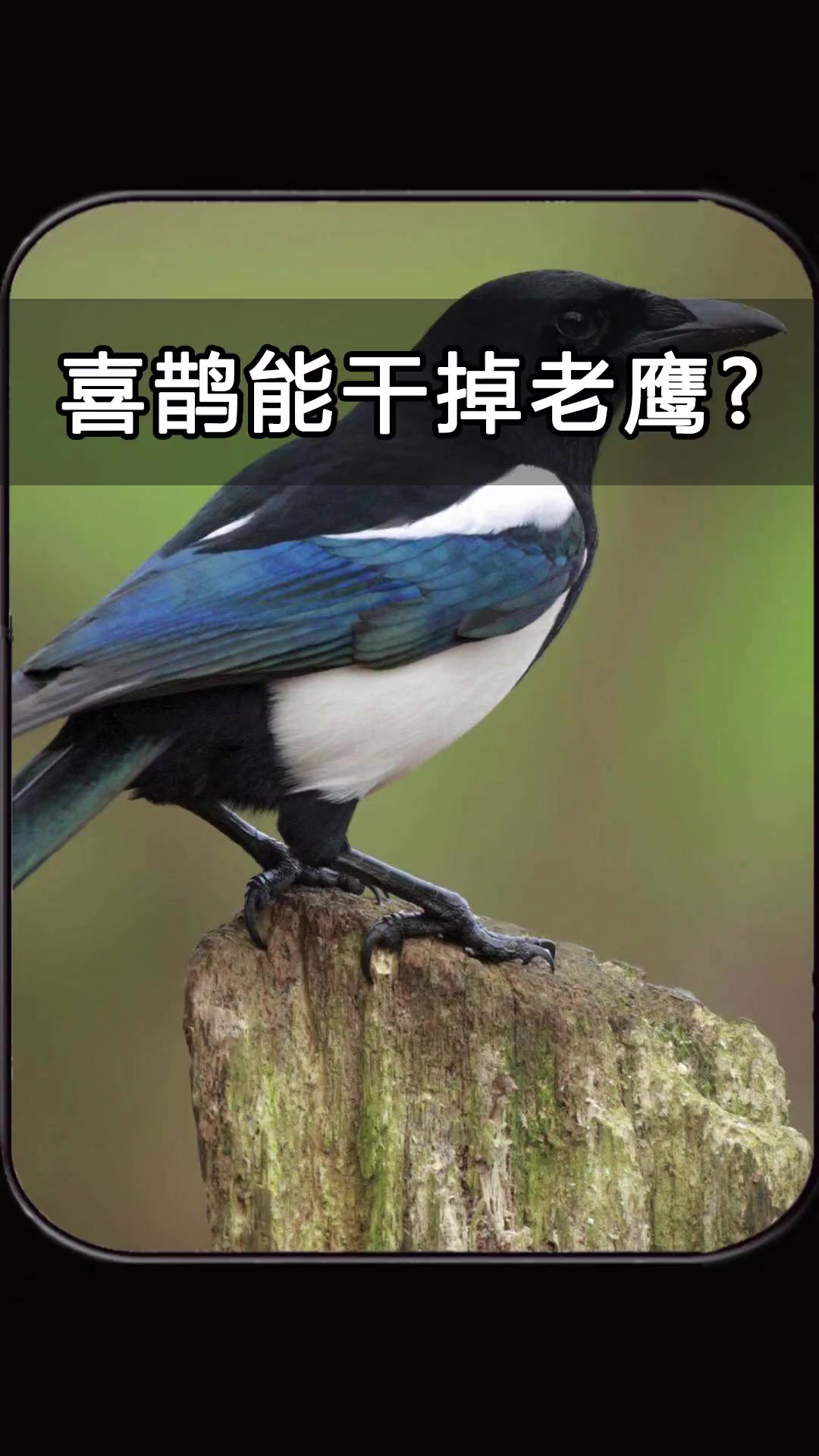 老鹰的天敌竟然是喜鹊,有勇有谋的喜鹊,究竟有多厉害?