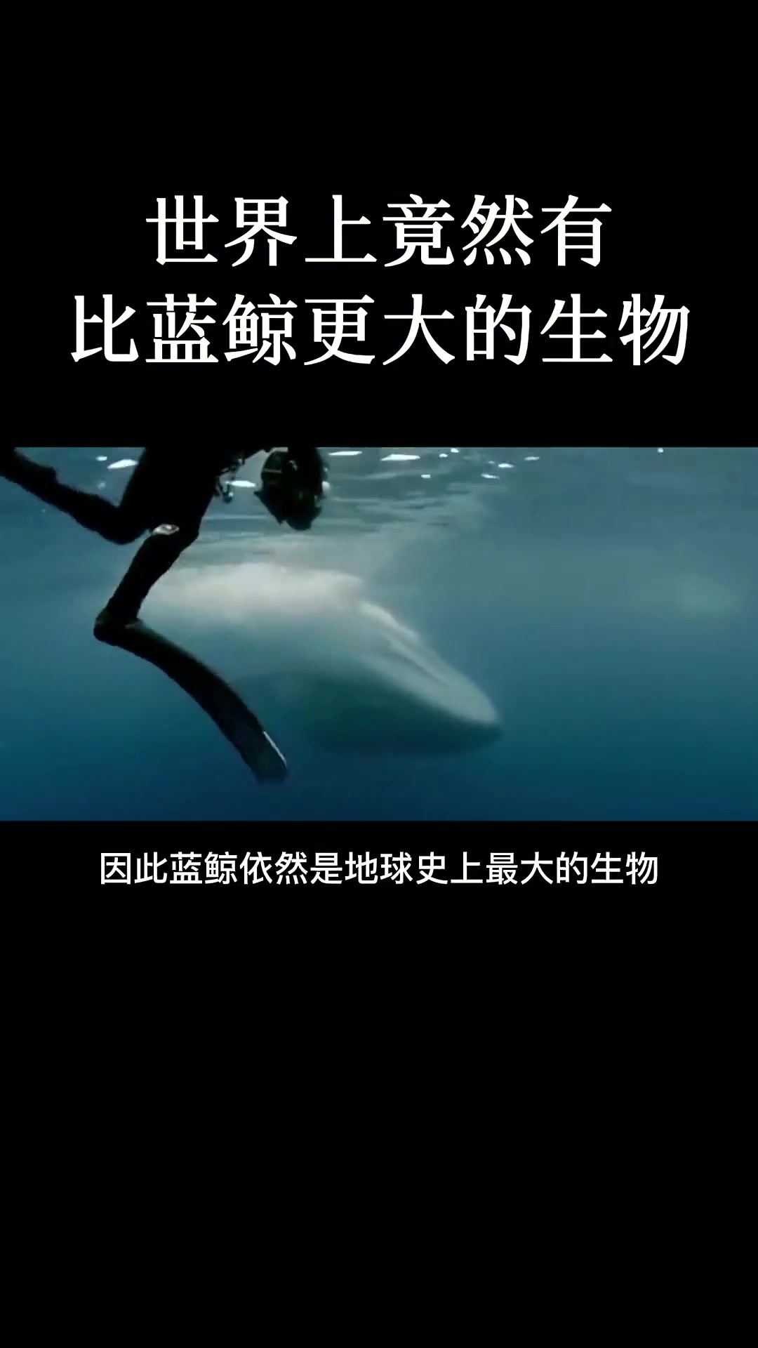 世界上竟然有比蓝鲸更大的生物!目前已知的最大的蓝鲸体长33