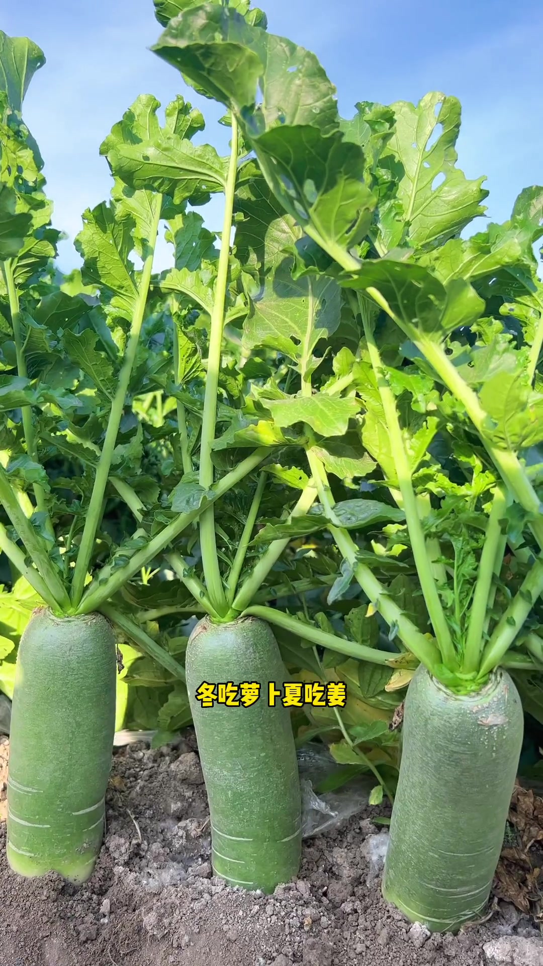 8月份能种的蔬菜有哪些
