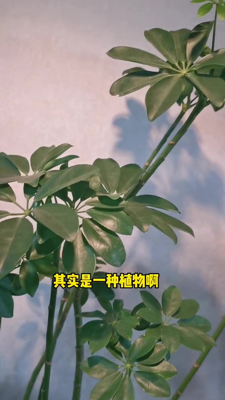 七叶莲,鸭脚木,摇钱树,养护注意问题!