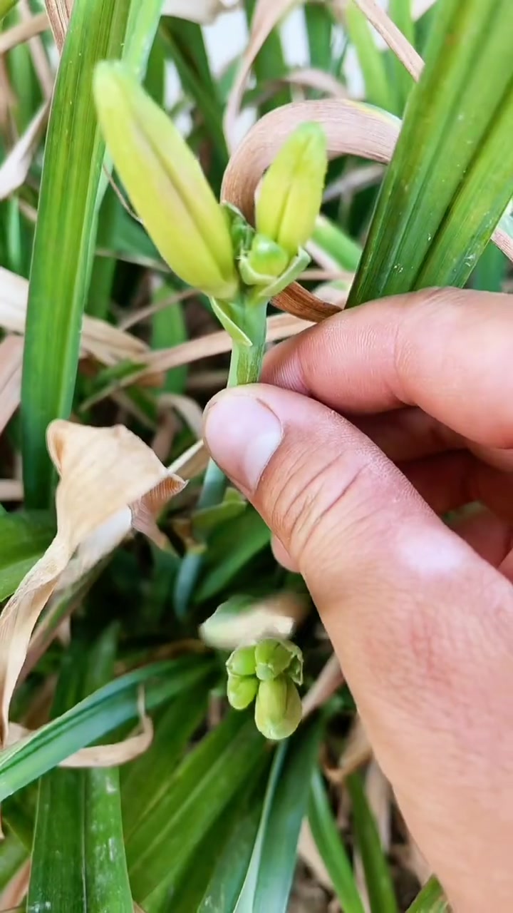 黄花菜的品种你还知道哪些,可食用的就是最后一种……