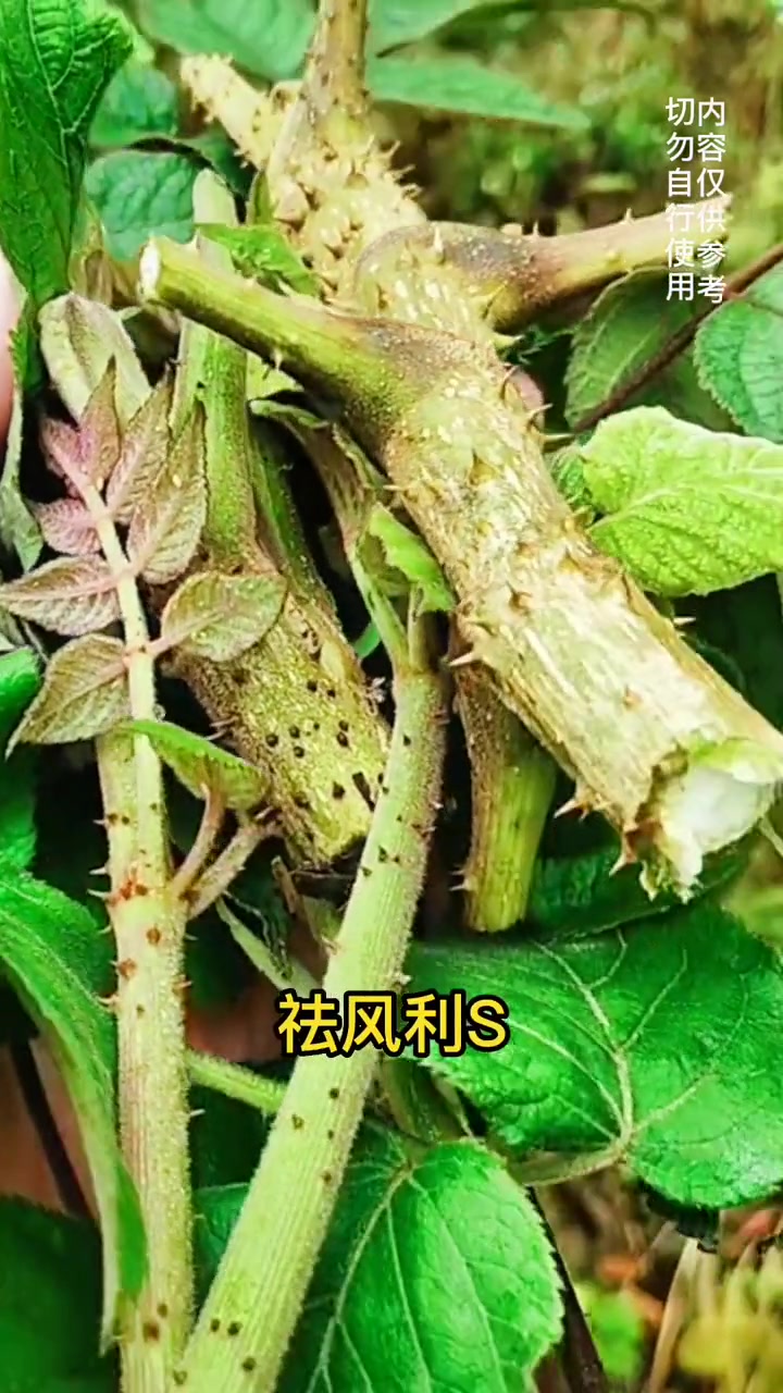 这树满身是刺,人称“鸟不落”,嫩芽是上等的“山野菜之王”
