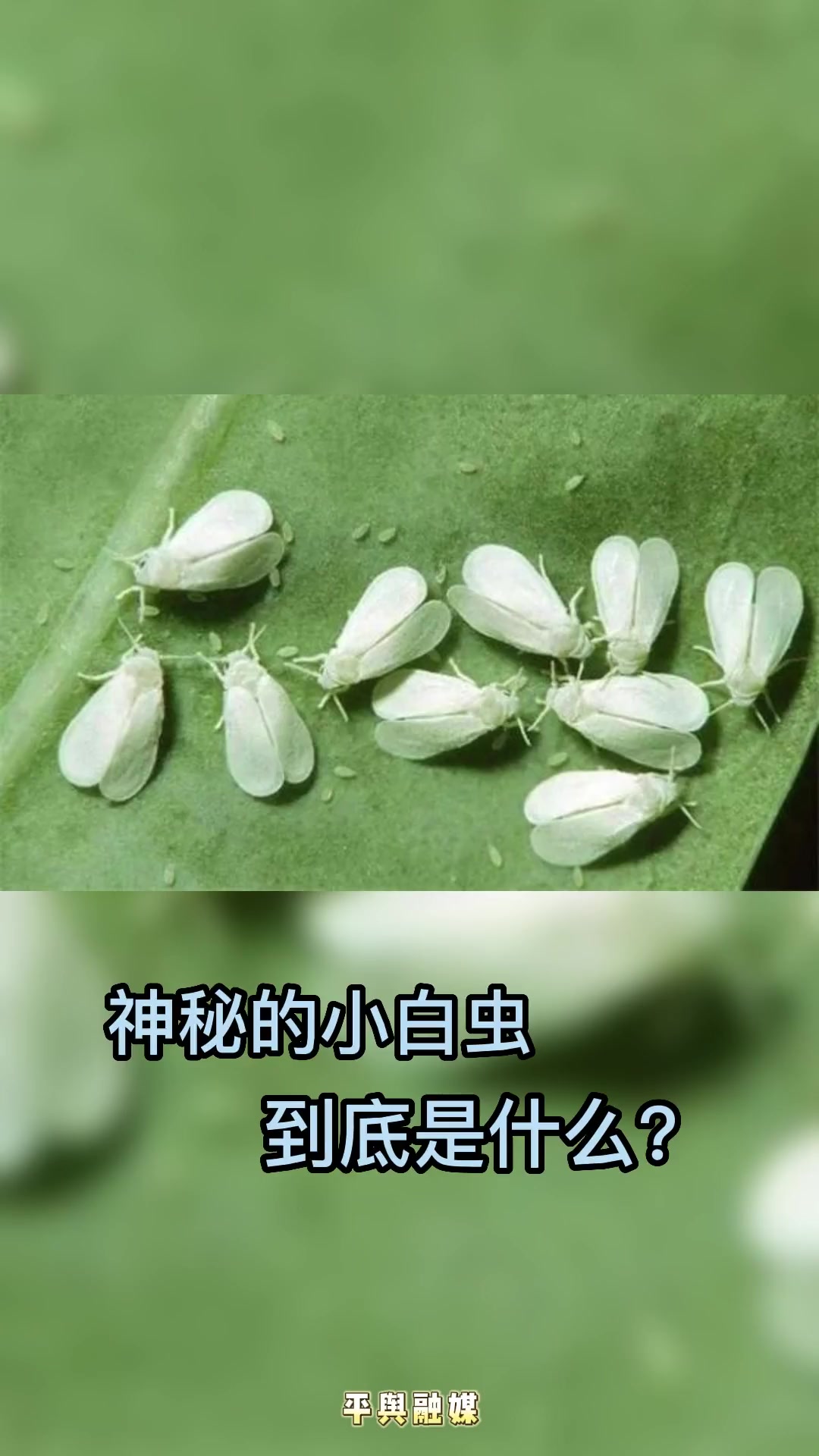 漫天飞舞的小白虫到底是什么?