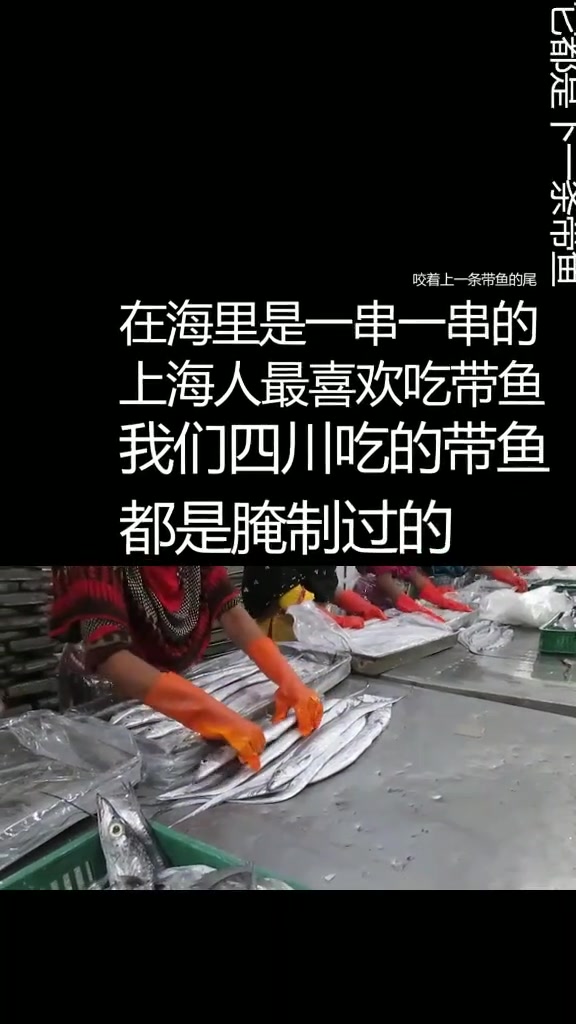 大家好,我是旋转跳跃永不停歇的带鱼