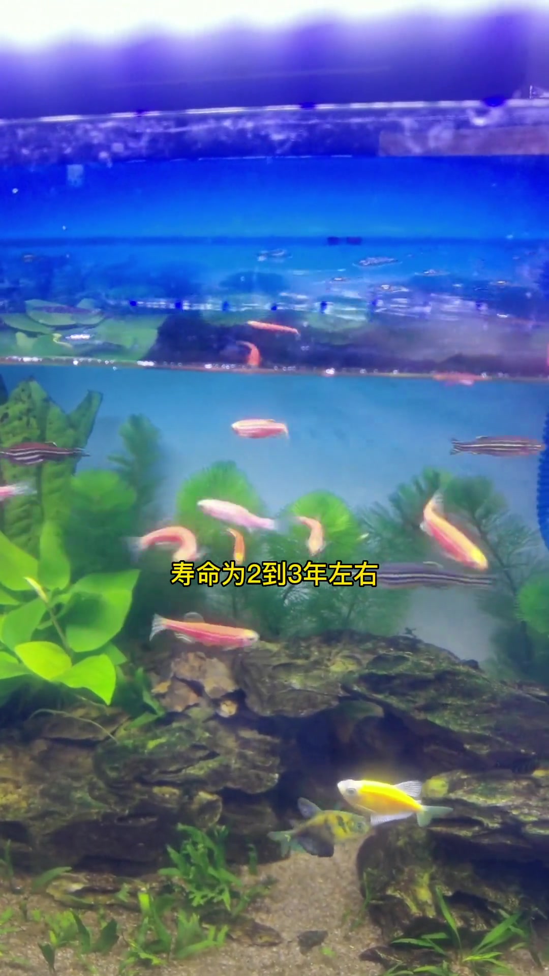 我个人认为斑马鱼是最为皮实还好看的小型鱼