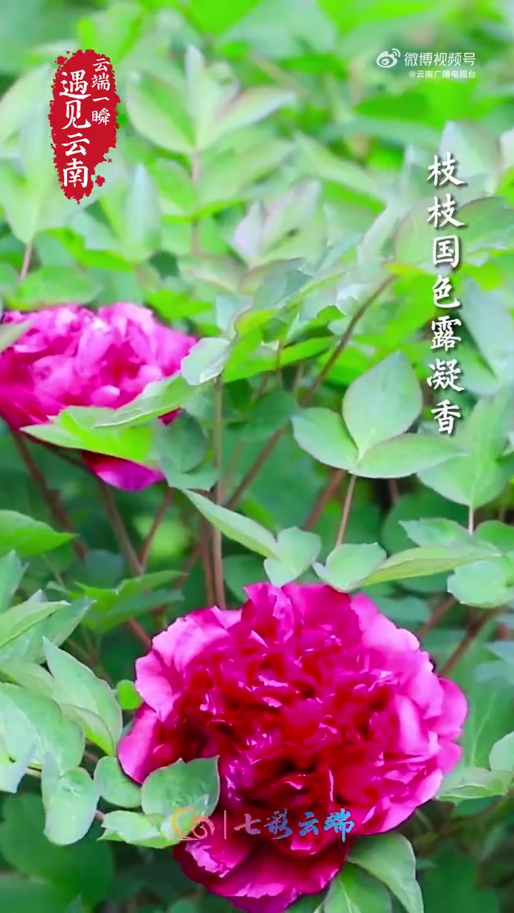 「唇齿留香!牡丹入馔吃出文人风雅」牡丹一朵冠群芳,枝枝国色露凝香。花样美食,风雅有趣。以花