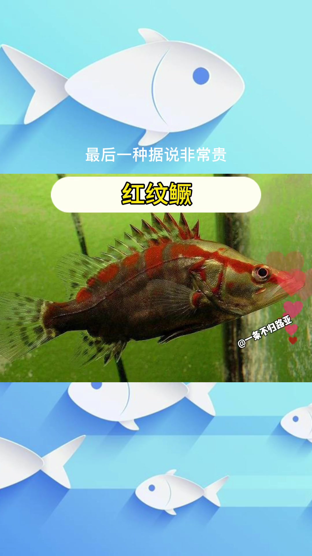 盘点数十种鳜鱼,据说有几种一条可以换个斯泰拉
