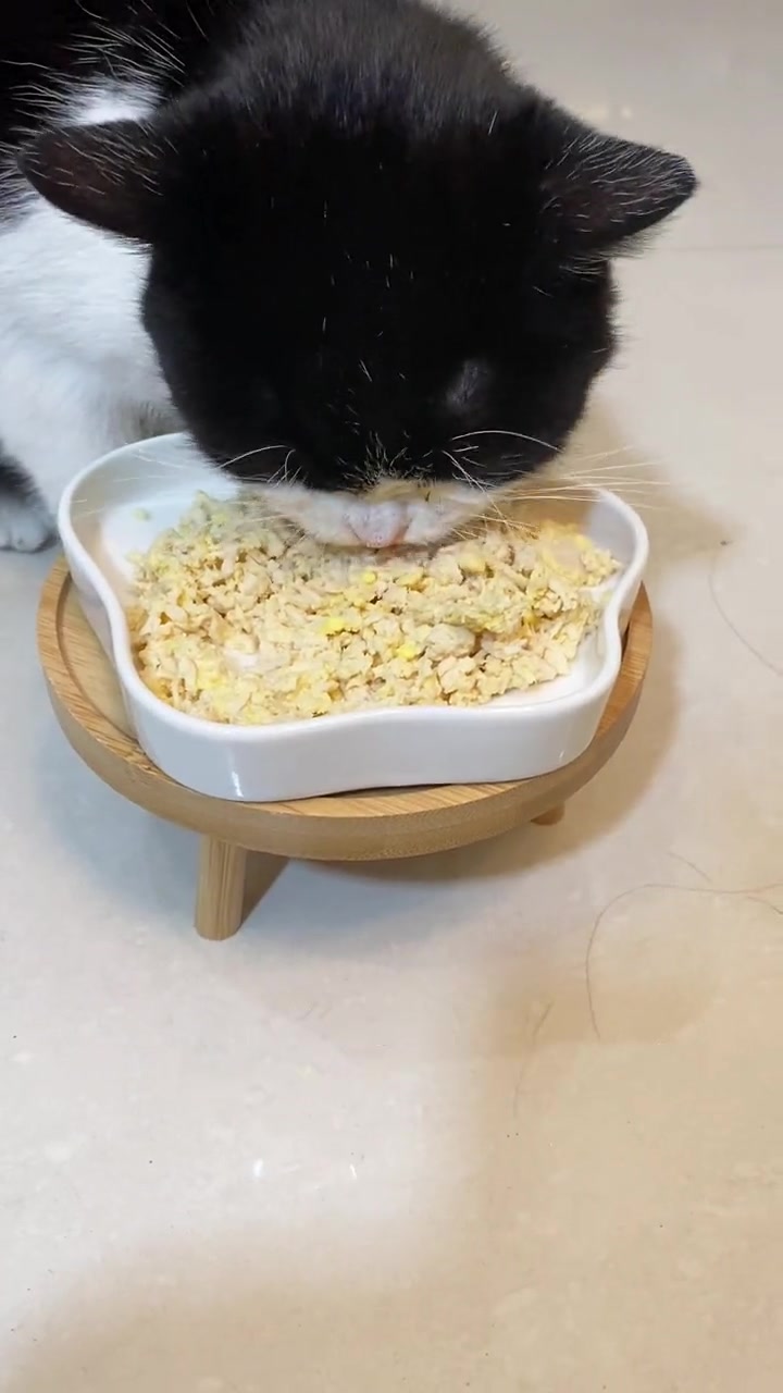 教大家做一款简单又营养的猫饭,几分钟就能做好!