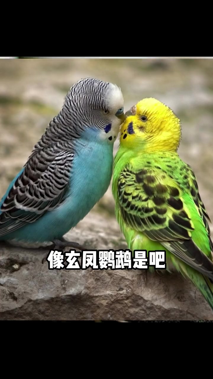 可以家养的鸟类有哪些?