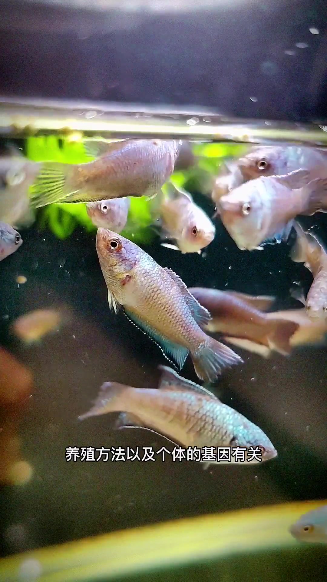 中国斗鱼到底能活多久?