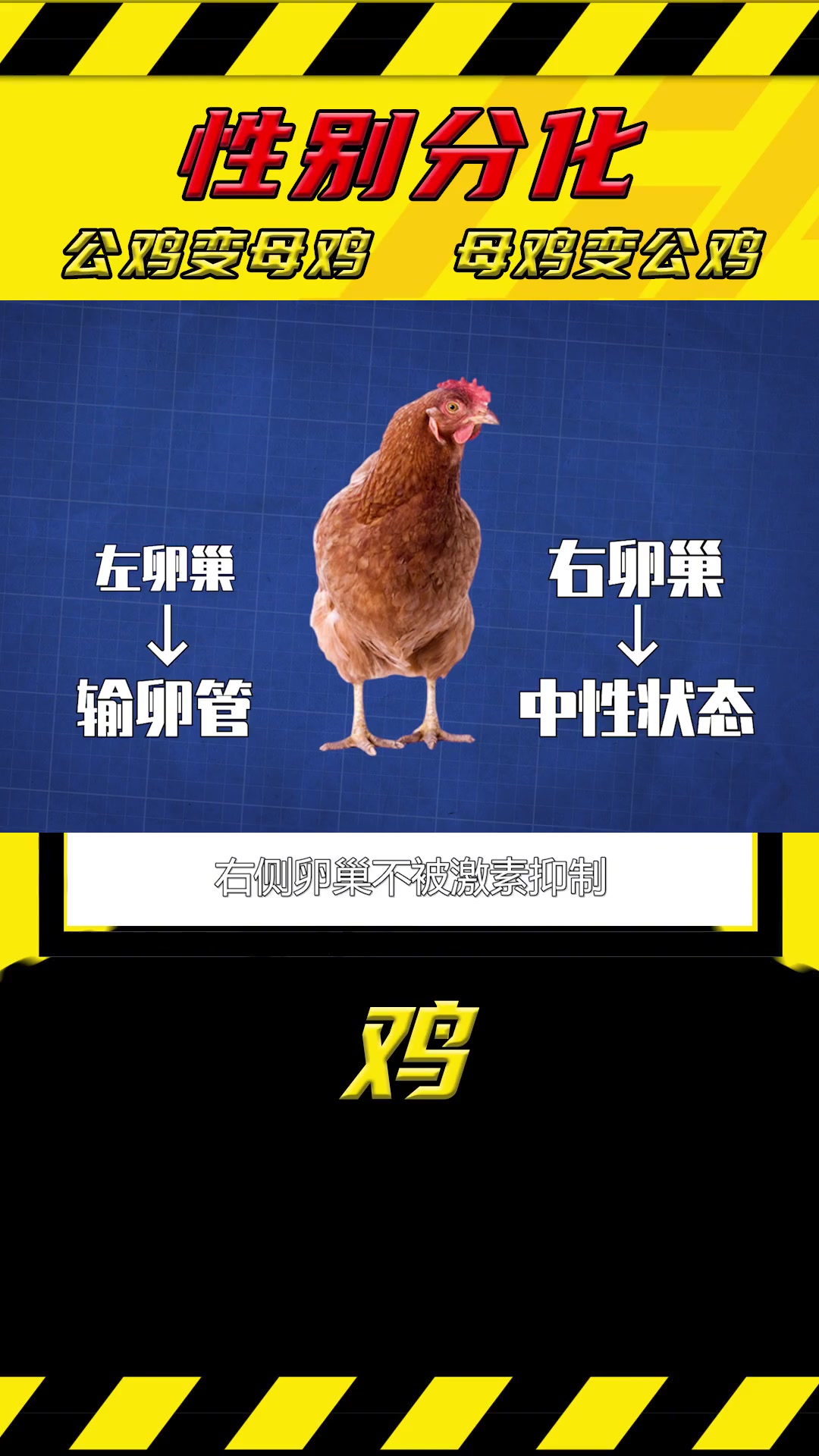 鸡为什么会变性?母鸡为了繁衍后代,竟然主动变成公鸡?