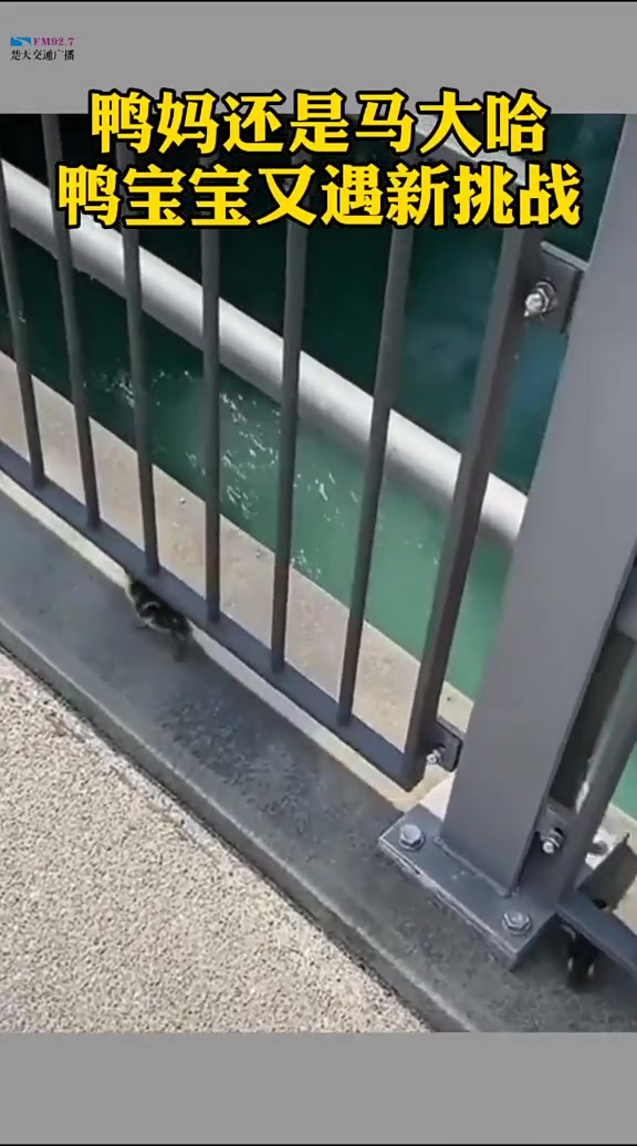 鸭妈难道都是马大哈?鸭宝又遇新挑战!鸭妈妈急得直跺脚