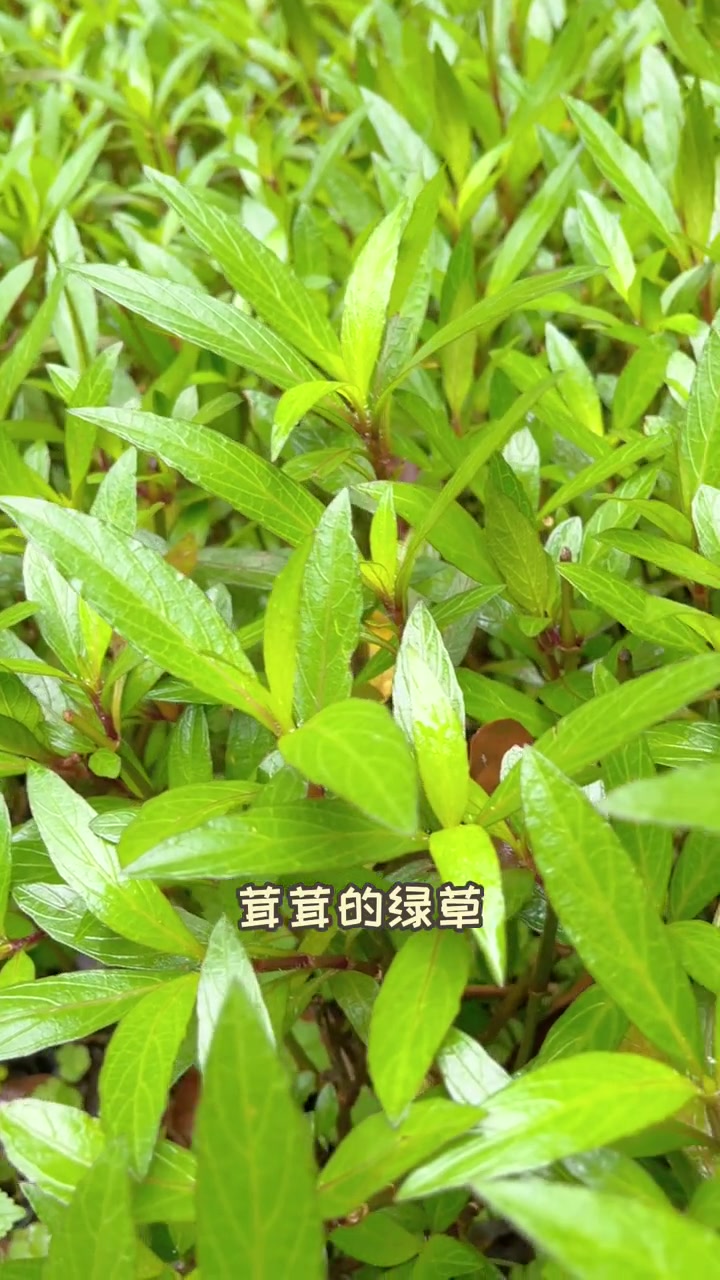 看到优美的景色不会写作,不妨试试这个 好句分享 优美句子 好书分享 小学作文