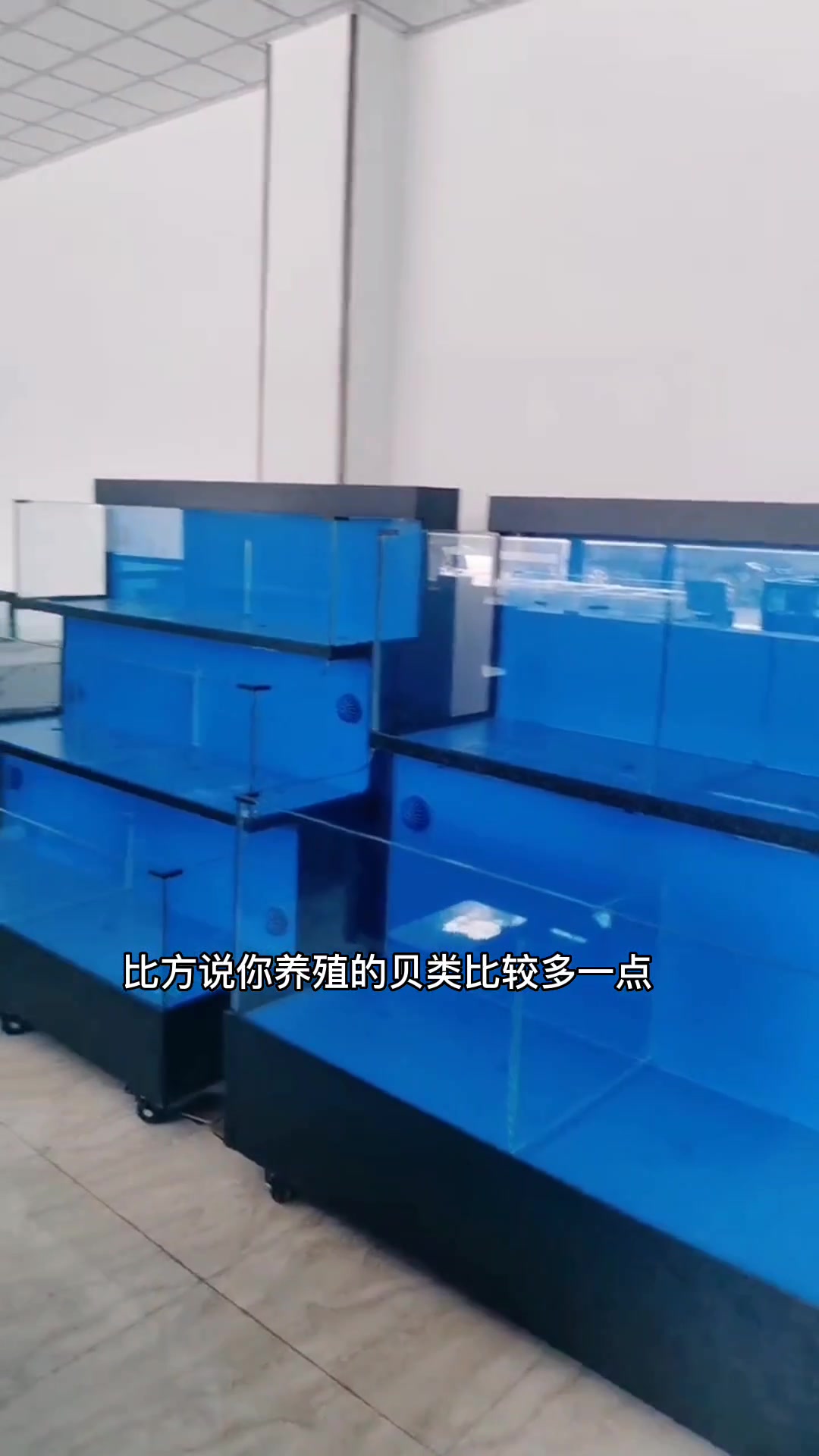《淼深水产设备》海鲜池如何定制? 鱼缸源头工厂