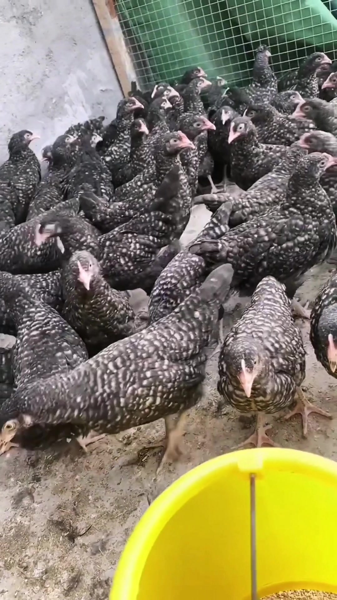 绿壳蛋鸡养殖基地