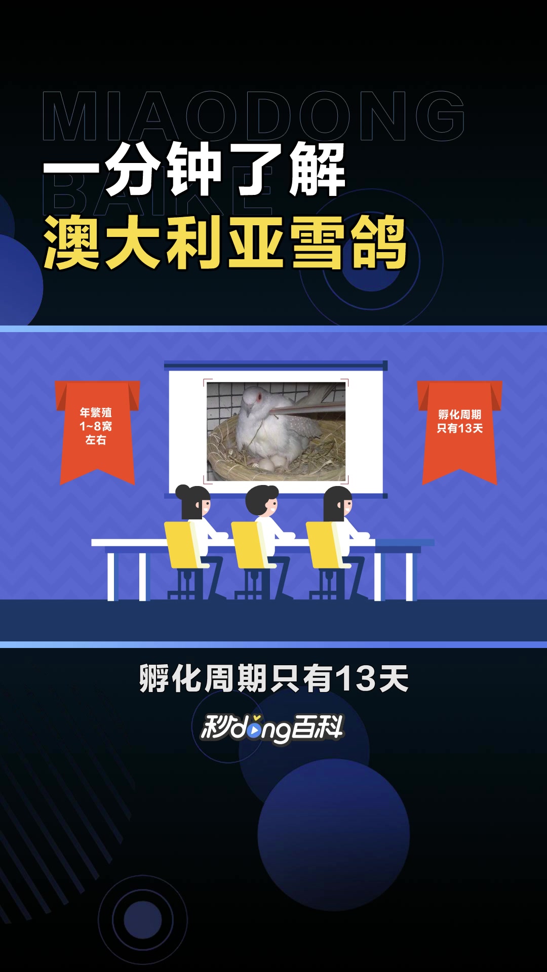 澳大利亚雪鸽:雪鸽属动物